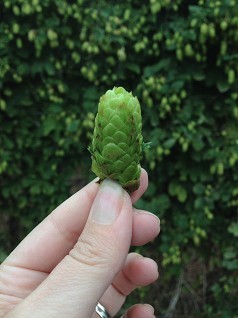 Hop Topic! In celebration of British hops